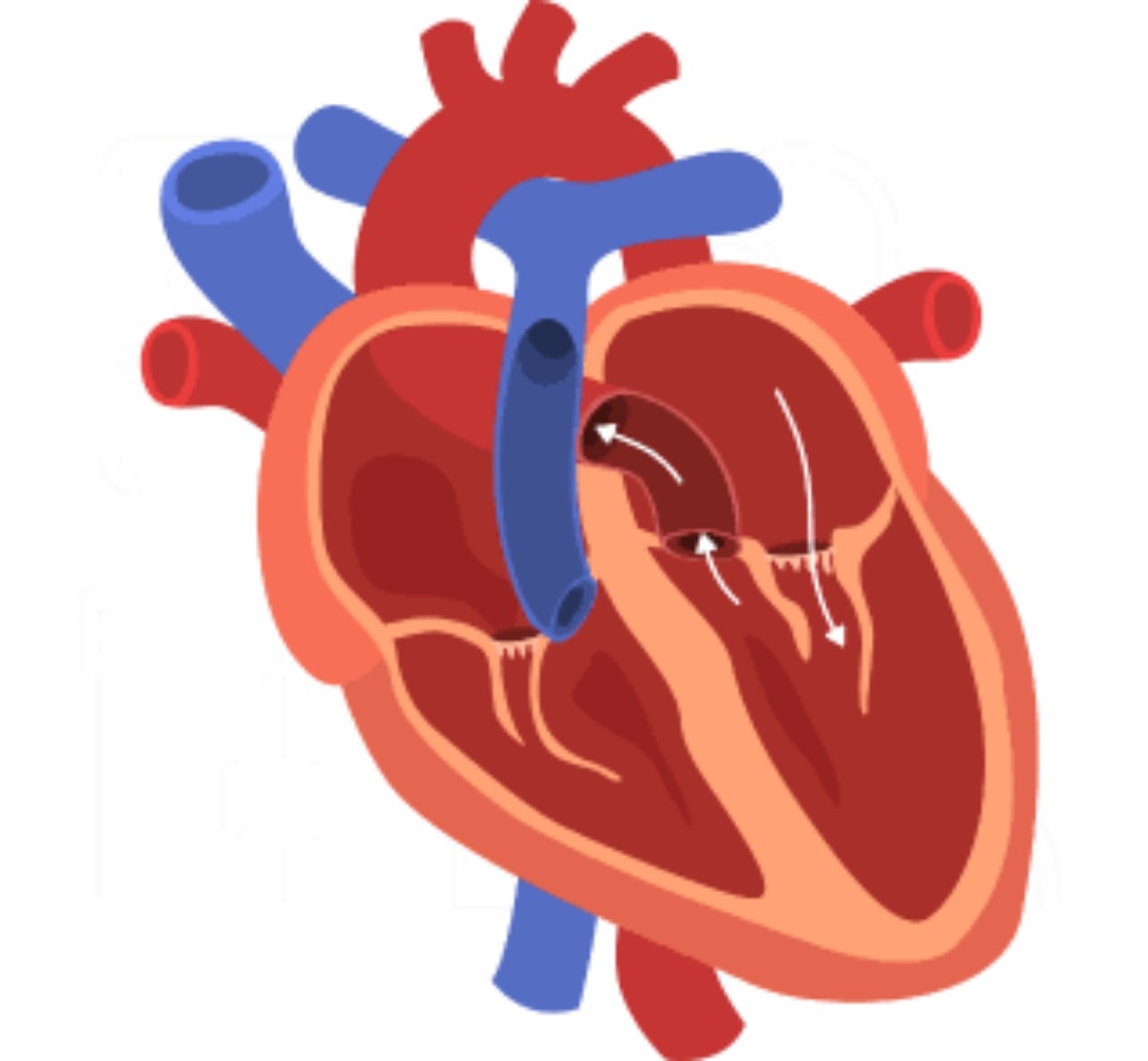 Blood Flow in the Human Heart